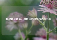 揭秘和平精英，爬桥顶的独特技巧与名称