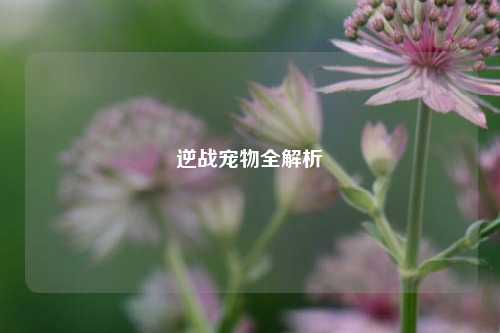 逆战宠物全解析