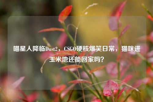 喵星人降临Dust2,CSGO硬核爆笑日常,猫咪进玉米地还能回家吗?
